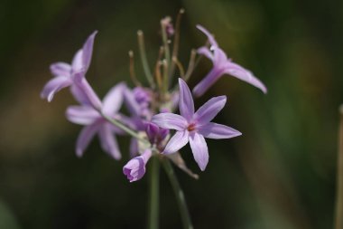 Bahçedeki güzel çiçekler ve çimenler