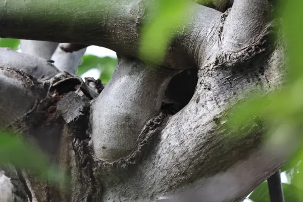 Yeşil yapraklar, bitki örtüsü.