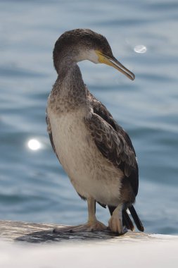 Güzel liman manzarası