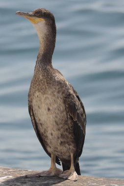 Denizdeki bir kuşun yakın çekimi.