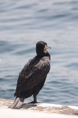 İskelede siyah bir pelikan.