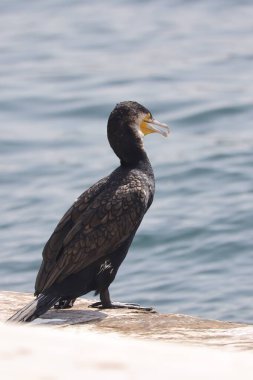 Siyah morant bir kayanın üzerinde oturuyor.