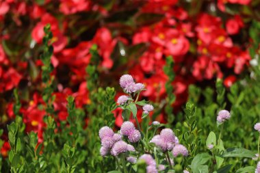 Bahçedeki güzel çiçekler
