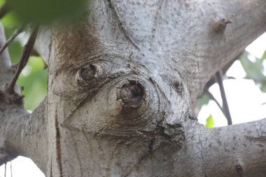 Ağaç gövdesi, bitki örtüsü.