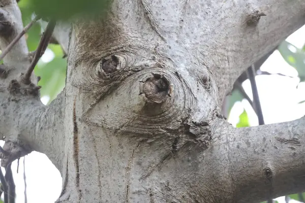 Ağaç Gövdesi deseni makro çekim