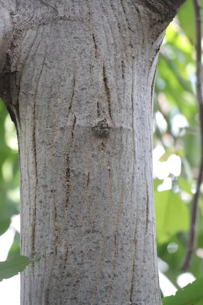 Ağaç kabuğu doku arka plan
