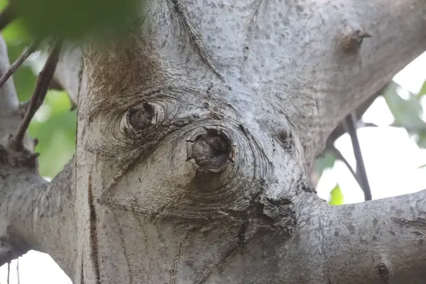 Ağaç gövdesi, bitki örtüsü.