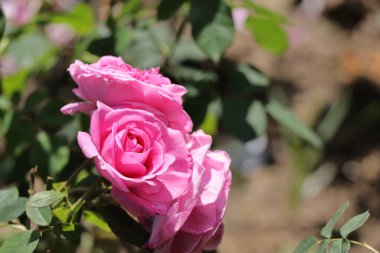 Güzel pembe Gül bahçesinde, yakın çekim