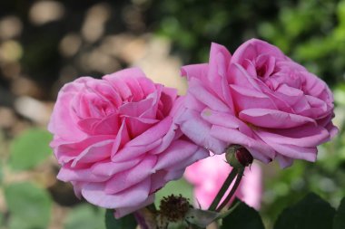 Bahçedeki güzel güller