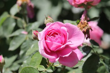 Bahçenin arka planında pembe gül