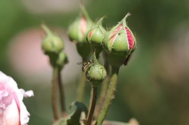 Güzel bir çiçeğin yakın çekimi.