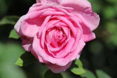 Bahçede güzel pembe bir gül