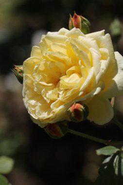 Yeşil arkaplanı olan güzel sarı bir gül..