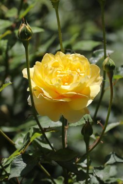 Bahçedeki sarı gül