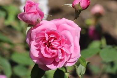 Bahçede pembe güller