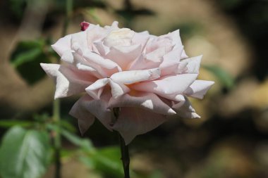 Bahçedeki beyaz gül