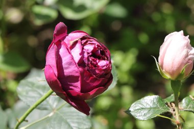 Bahçedeki güzel pembe güller