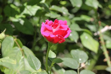 doğanın güzel gül