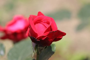 Bahçede güzel kırmızı güller