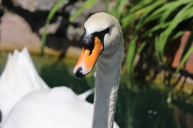 Beyaz Kuğu Huzurlu Göl 'de Zarifçe Yüzüyor