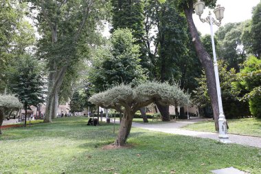 Güneşli bir günde, İstanbul 'da yeşil bir halk parkında şekillendirilmiş ağaç