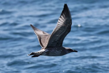 Uçarken deniz suyunun üzerinde uçan martı..