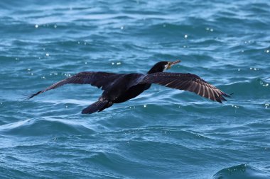 Büyük mavi martı (larus carus) )