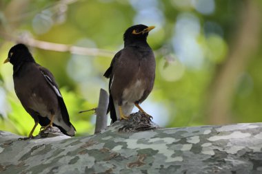 iki siyah kuyruklu kuş doğada