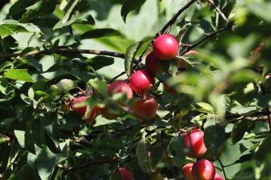 Olgun elmalar ağaçta