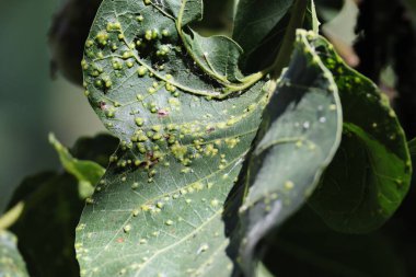 Yeşil tırtıl yaprak üzerinde