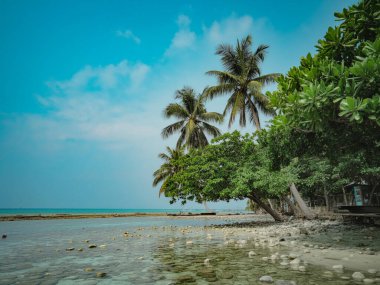 Hindistan cevizi ağaçları ile tropikal plaj