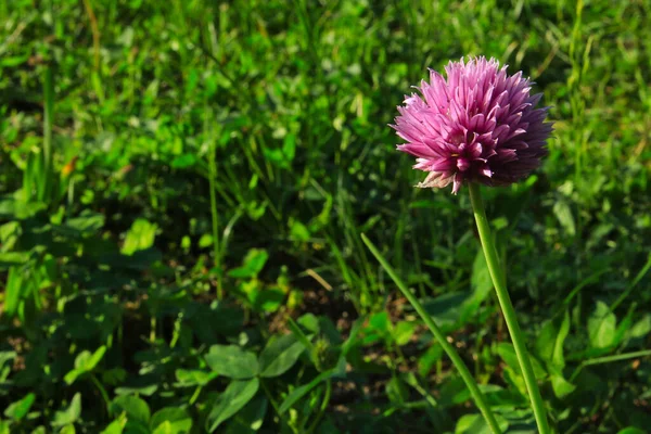 Bahçedeki güzel pembe çiçek