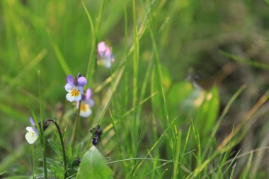Bahçedeki çiçekleri kapat.