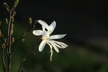 Bahçede beyaz çiçekler