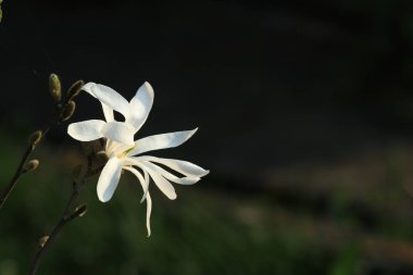 Bahçedeki beyaz çiçek