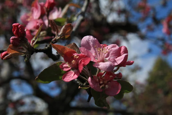 Цветы Яблони Весенние Цветы Закрыть — стоковое фото