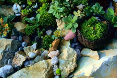 Bahçedeki güzel çiçekler