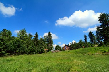 Yazın çam ormanlı yeşil çayır. Karpatyalı, Polonyalı Silesian Beskids