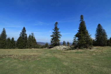 Yazın çam ormanlı yeşil çayır. Karpatyalı, Polonyalı Silesian Beskids