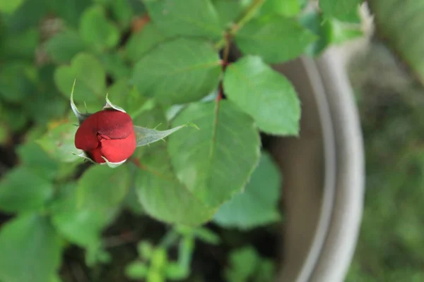 Piękny Botaniczny Strzał Naturalna Tapeta Czerwona Róża — Zdjęcie stockowe