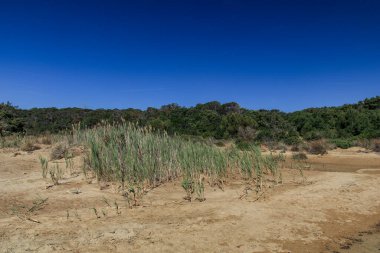 Hırvatistan 'ın Rab adasında insanların olmadığı ulaşılmaz bir sahil.