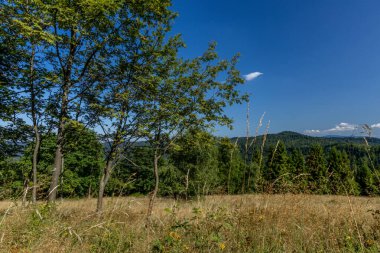 Beskid dağlarında dağ trai 'si boyunca yürüyüş yapmak.