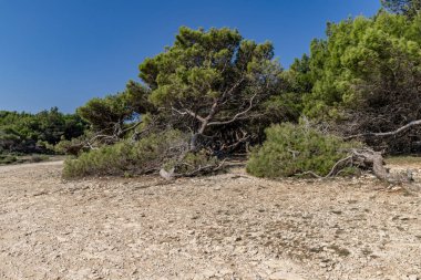 Hırvatistan 'da vahşi doğa taşlı plajları Kamenjak Yarımadası Pula manzarası