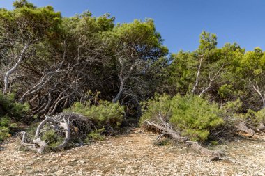 Hırvatistan 'da vahşi doğa taşlı plajları Kamenjak Yarımadası Pula manzarası