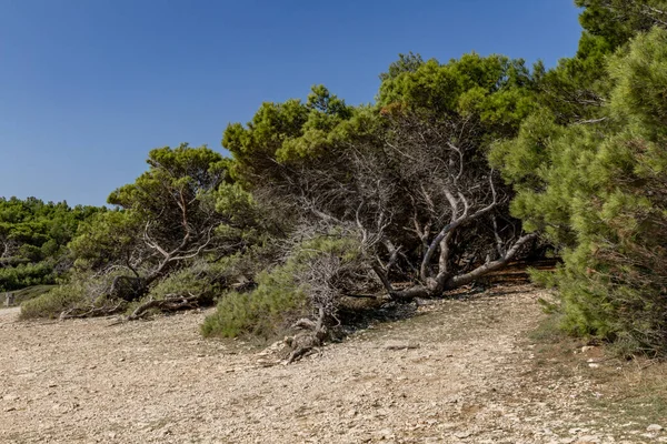 Wilde Natur Steinstrände Kamenjak Halbinsel Pula Landschaft Kroatien — Stockfoto