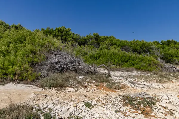 Hırvatistan 'da vahşi doğa taşlı plajları Kamenjak Yarımadası Pula manzarası