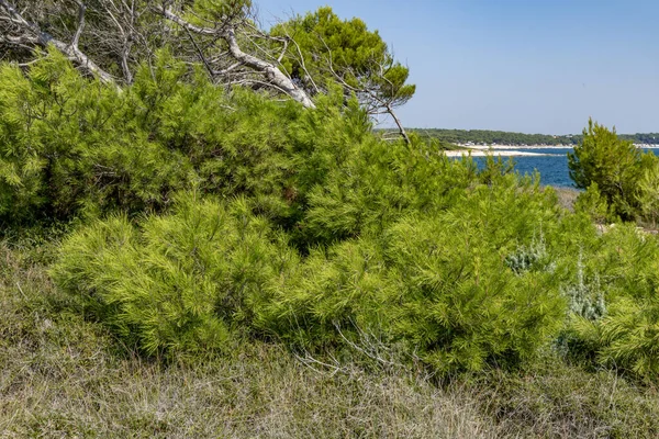 Naturaleza Salvaje Playas Pedregosas Península Kamenjak Paisaje Pula Croacia —  Fotos de Stock