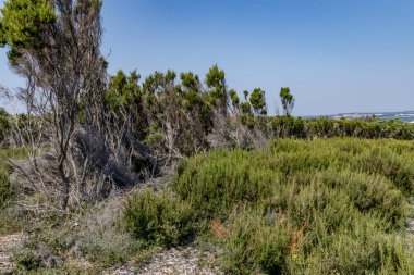Hırvatistan 'daki Kamenjak Yarımadası' nda gezi rotaları ve manzaralar