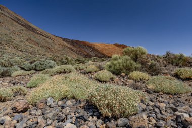 Teide Ulusal Parkı, Tenerife, Kanarya Adaları, İspanya 'daki ünlü Pico del Teide dağ volkanının güzel manzarası