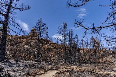 İspanya 'da Teide Ulusal Parkı, Tenerife' de yanan ağaçlar, orman yangınları